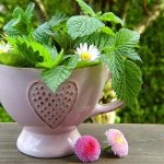 детоксикация, чай и билки за отслабване